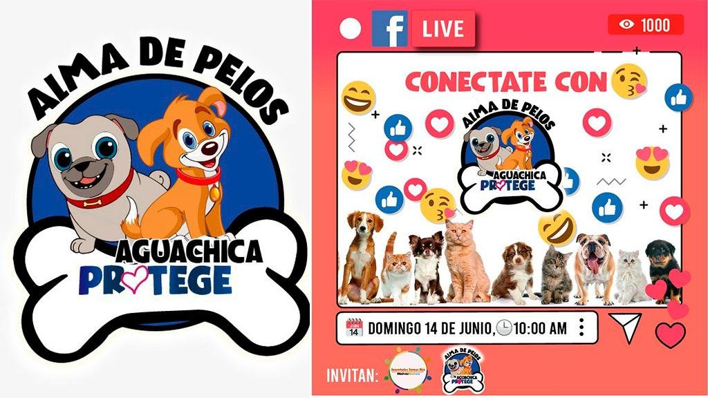 SUBASTA VIRTUAL A FAVOR DE LA FUNDACIÓN ALMA DE PELOS