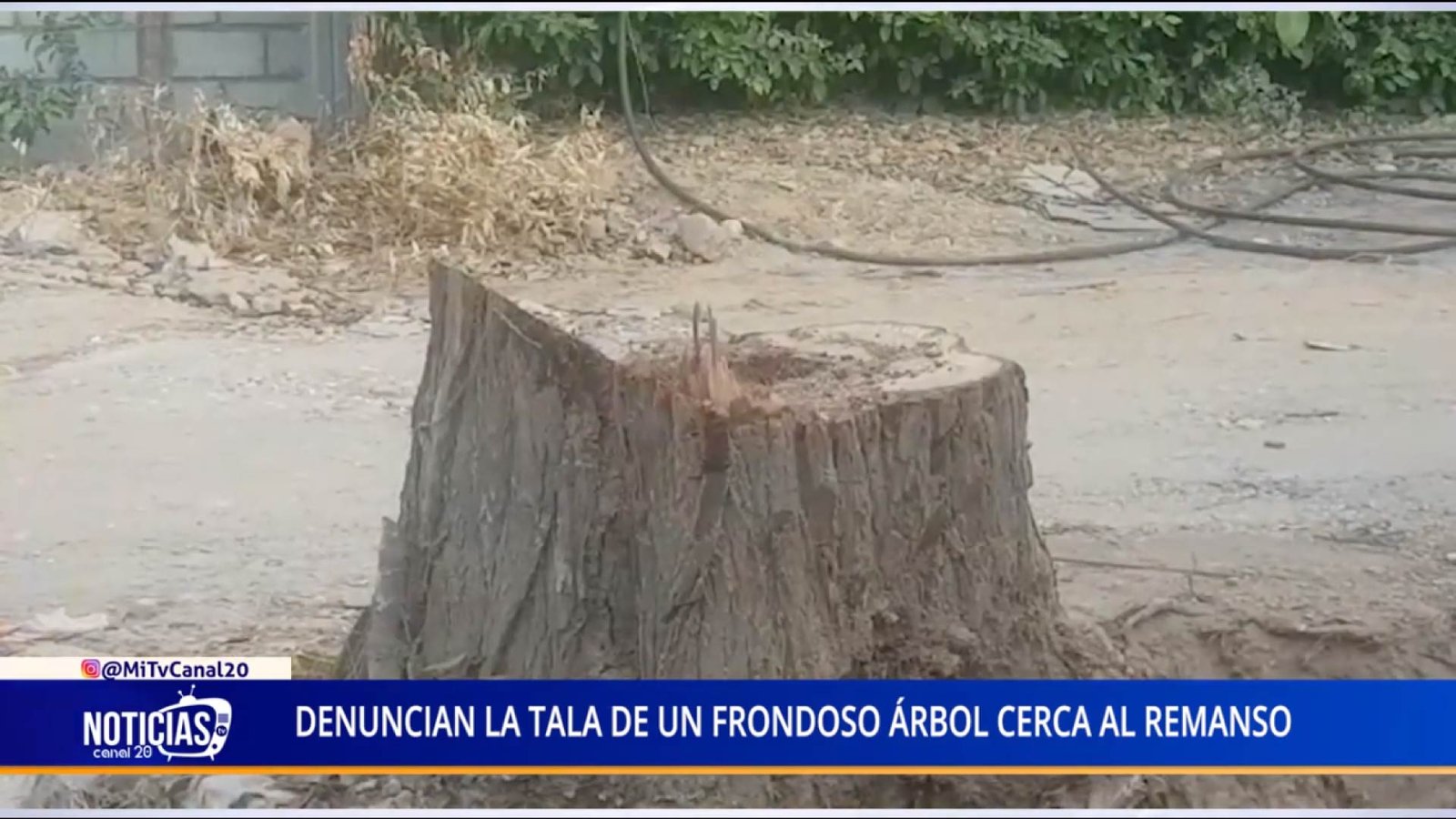 DENUNCIAN LA TALA DE UN FRONDOSO ÁRBOL CERCA AL REMANSO