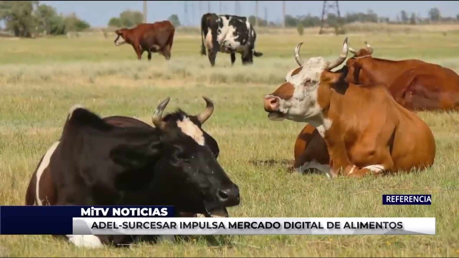 ADEL SURCESAR IMPULSA MERCADO DIGITAL DE ALIMENTOS