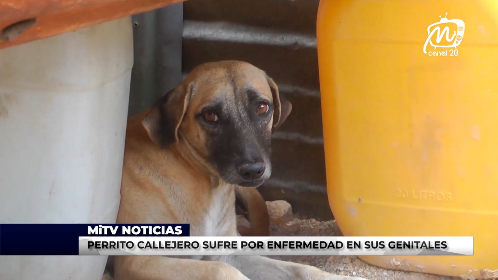 PERRITO CALLEJERO SUFRE POR ENFERMEDAD EN SUS GENITALES