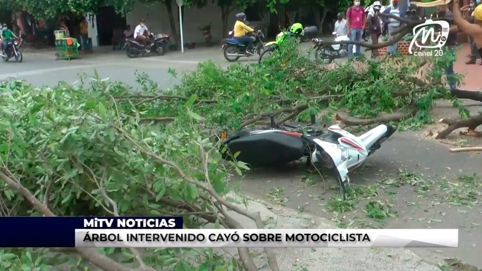 ÁRBOL INTERVENIDO CAYÓ SOBRE MOTOCICLISTA