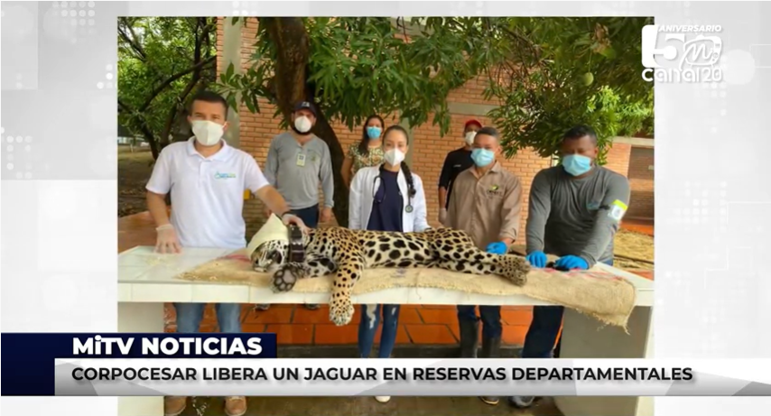Luego de ser capturado, un jaguar hembra sub adulta por la comunidad en área rural del municipio de Agustín Codazzi, en el departamento del Cesar