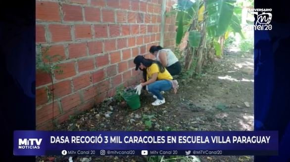 DASA RECOGIÓ 3 MIL CARACOLES EN ESCUELA VILLA PARAGUAY