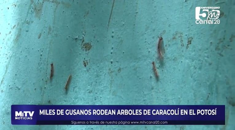 MILES DE GUSANOS RODEAN ARBOLES DE CARACOLÍ EN EL POTOSÍ