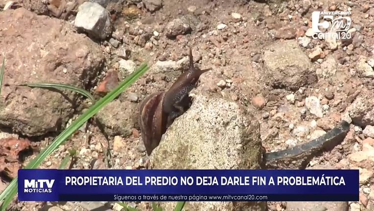 CIENTOS DE CARACOLES PONEN EN PELIGRO SALUD DE CIUDADANOS