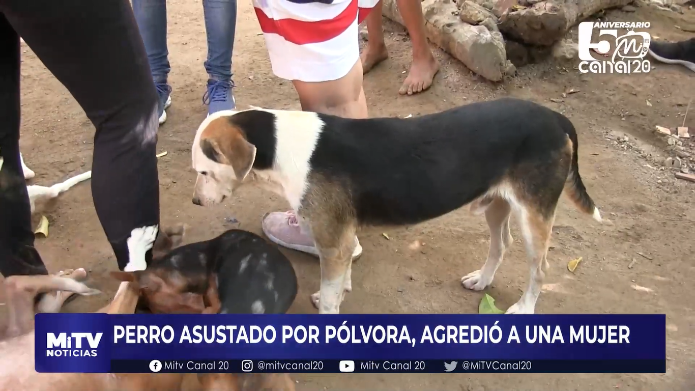 PERRO ASUSTADO POR PÓLVORA, AGREDIÓ A UNA MUJER