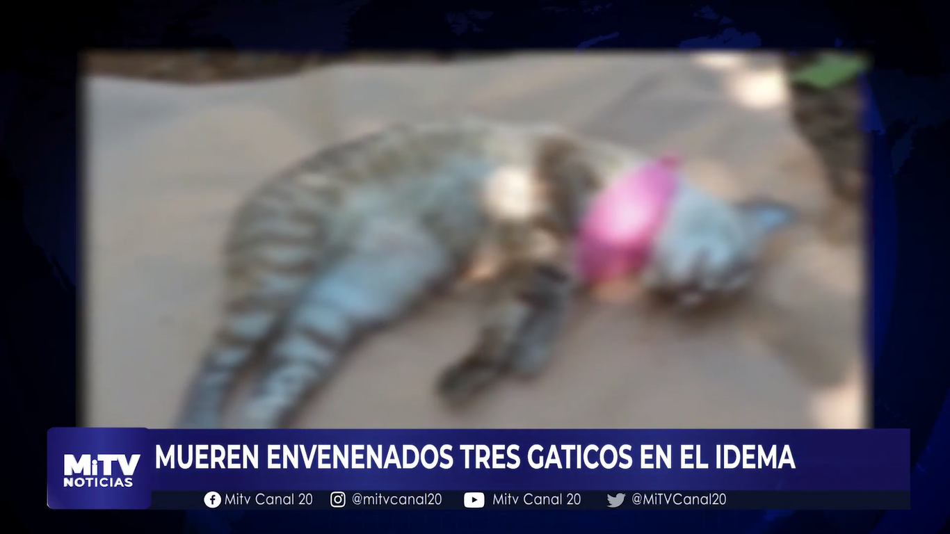 ENVENENARON TRES GATOS DE UNA FAMILIA