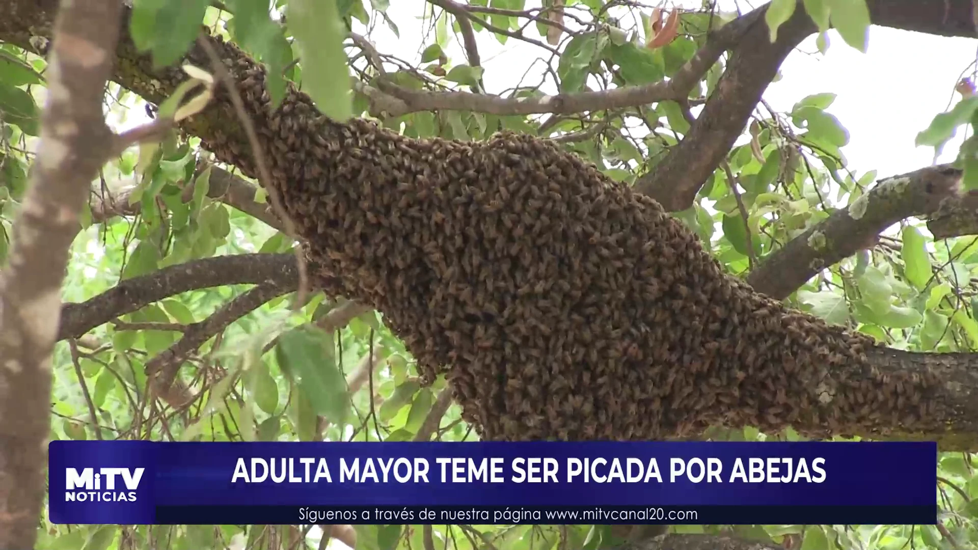 abejas