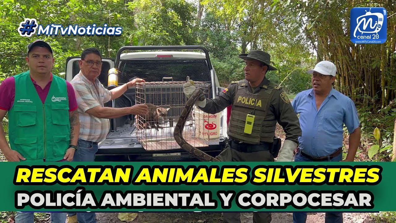 RESCATARON ANIMALES SILVESTRES