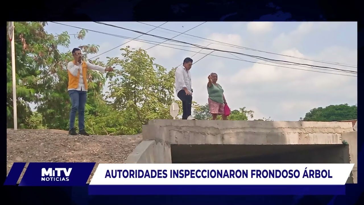 INSPECCIONAN FRONDOSO ÁRBOL