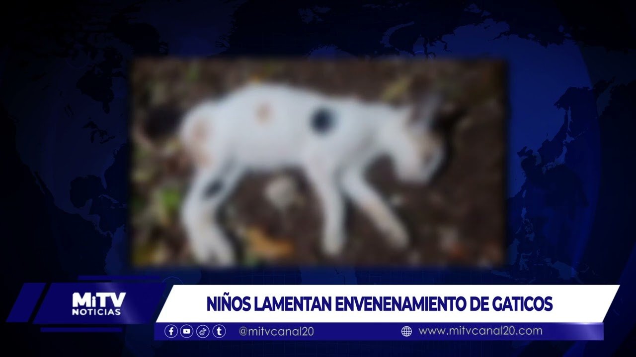 NIÑOS LAMENTAN ENVENENAMIENTO DE GATICOS