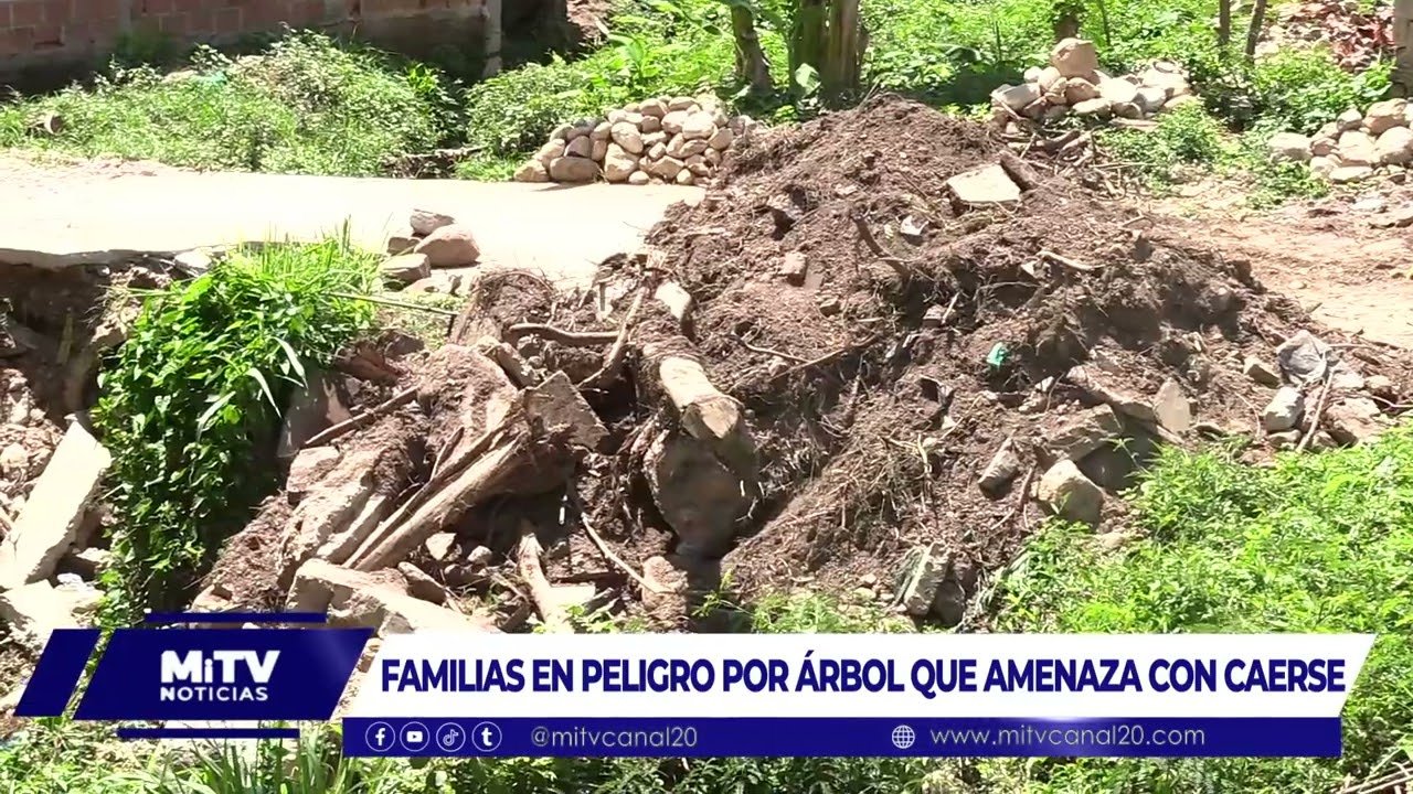 FAMILIAS EN PELIGRO POR ÁRBOL QUE AMENAZA CON CAERSE