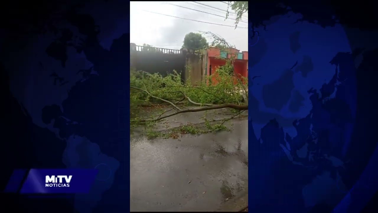 ÁRBOL CAE TRAS FUERTE AGUACERO Y VIENTOS HURACANADOS